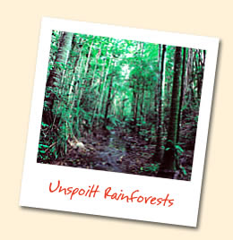Unspoilt Rainforests