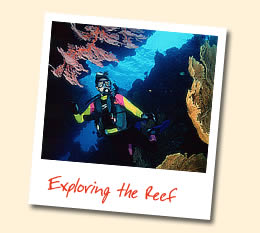 Exploring the reef