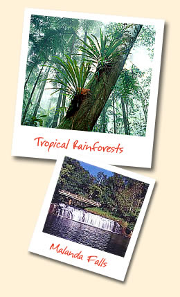 Tropical Rainforest - Malanda Falls